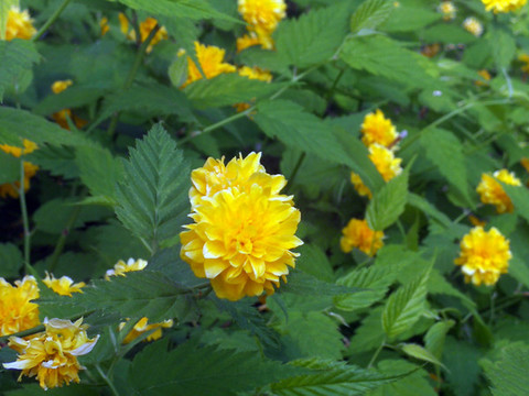 芍藥花