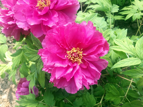 芍藥花