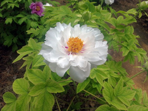 芍藥花