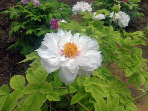 芍藥花