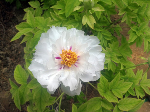 芍藥花開