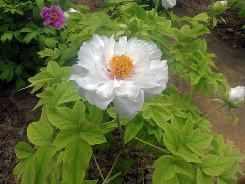 芍藥花開