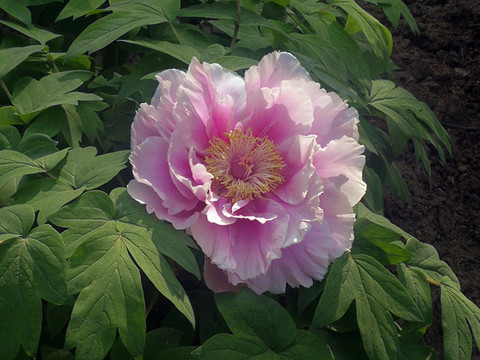 芍藥花開