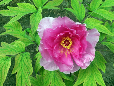 芍藥花