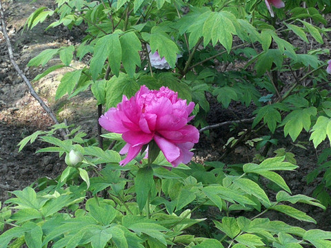 芍藥花
