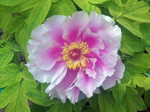 芍藥花