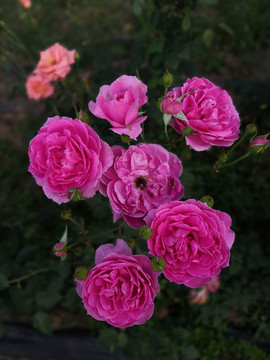 月季花