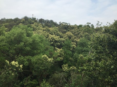 新會(huì)圭峰山