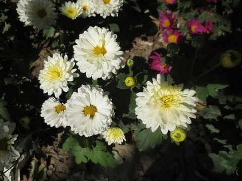 菊花
