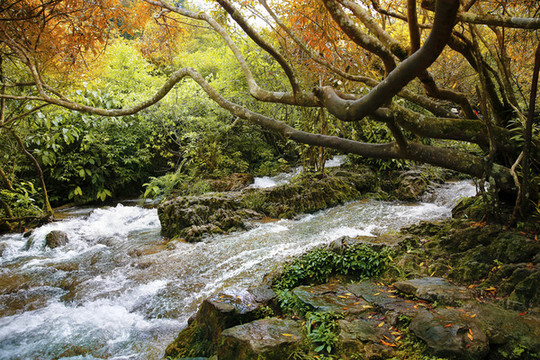水上森林
