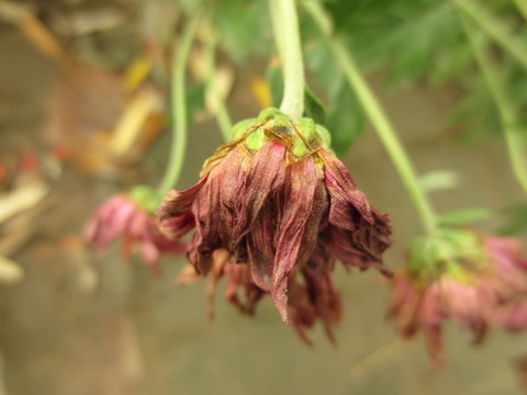 凋謝的菊花