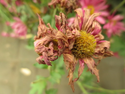凋謝的菊花