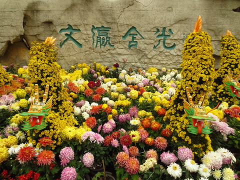 公園菊花展
