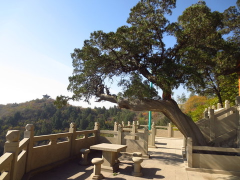 龍山迎客