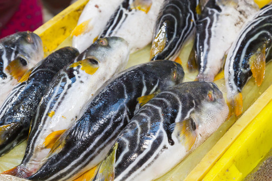 河鲀魚(yú)