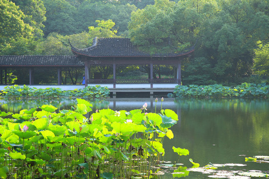 曲院風(fēng)荷景區(qū)