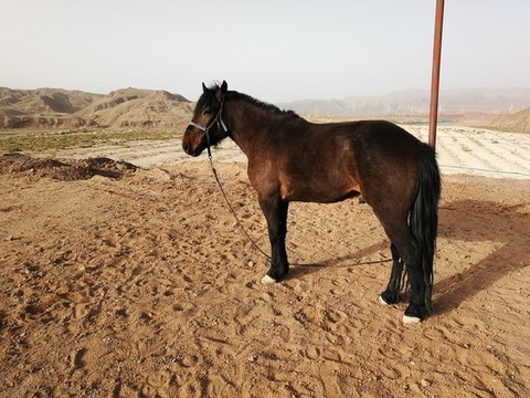 小馬