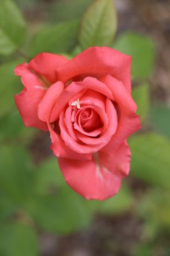 月季花