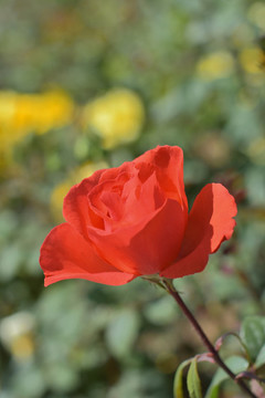 月季花