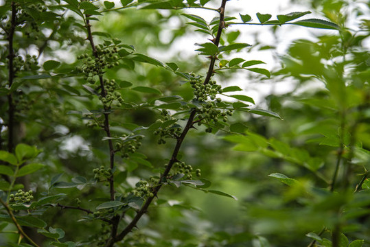 青花椒