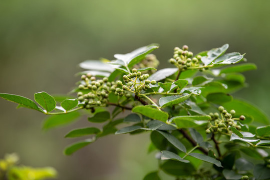 青花椒