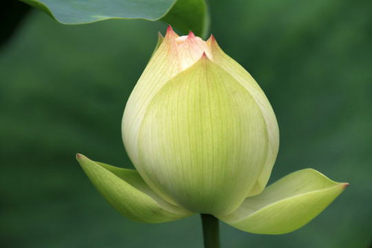 荷花花苞