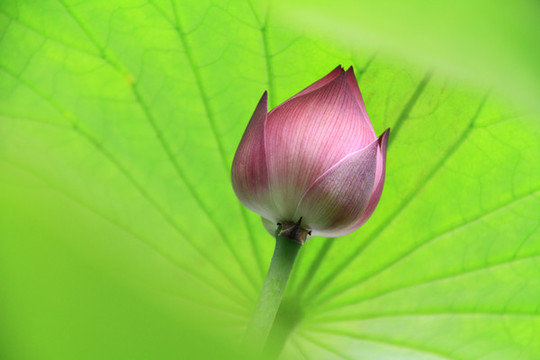 荷花花蕾