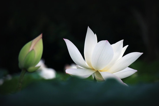 白荷花