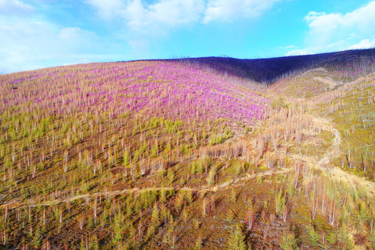 杜鵑花染紅山林