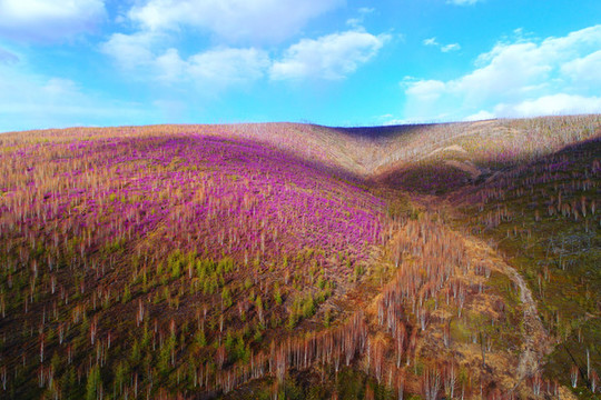 杜鵑花染紅的山林