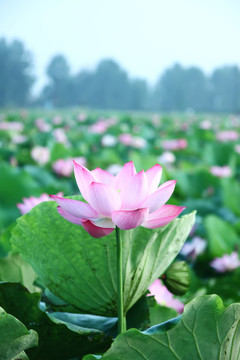 荷花