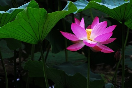 荷花