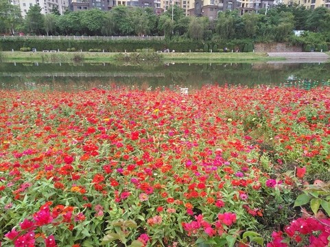 花海