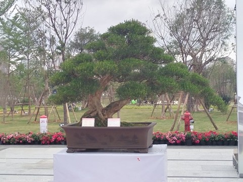 盆景