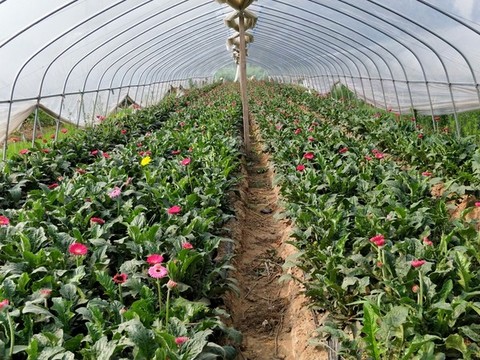 非洲菊