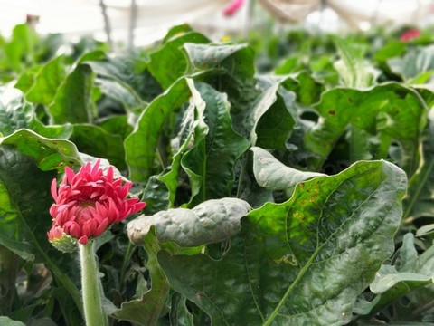 非洲菊