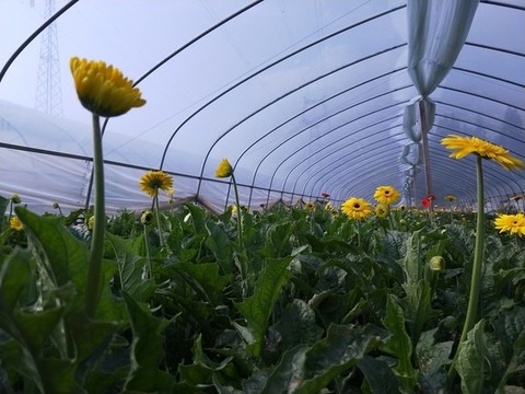 非洲菊