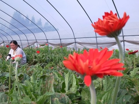 非洲菊