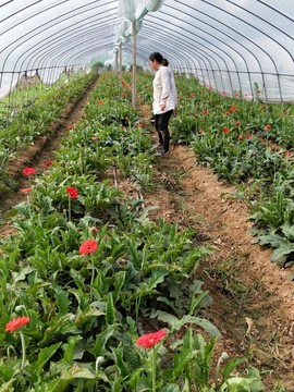 非洲菊