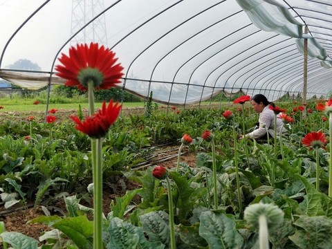 非洲菊