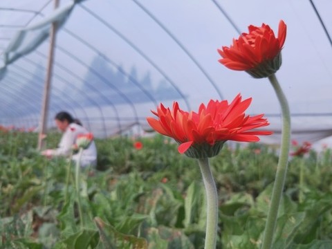 非洲菊