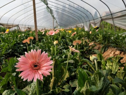 非洲菊