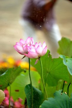 荷花