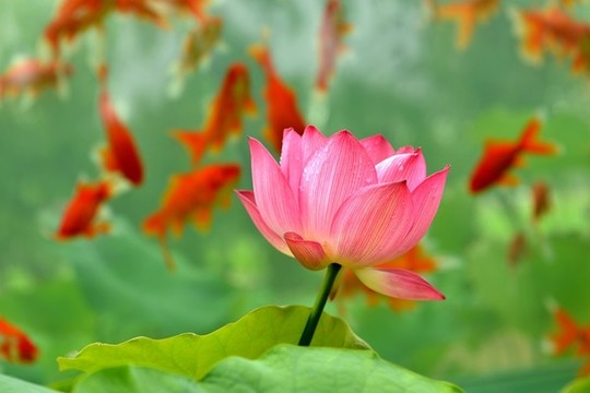 荷花