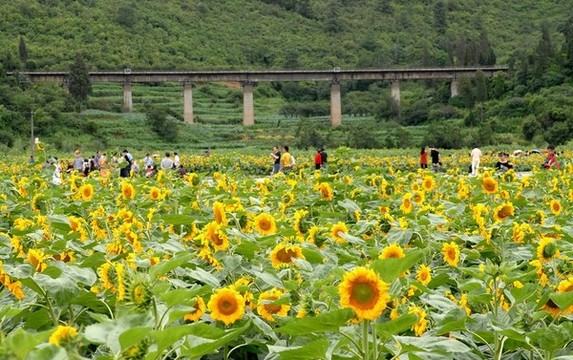 向日葵