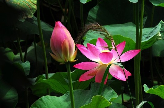荷花