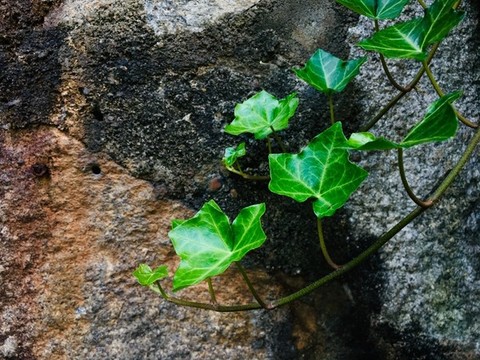 爬山虎