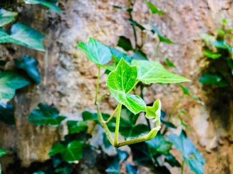 爬山虎