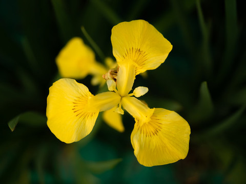 黃色花朵黃菖蒲俯瞰圖