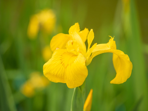 戶外公園黃菖蒲特寫圖